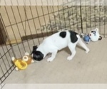 Small Photo #11 Boston Terrier Puppy For Sale in GLOUCESTER, VA, USA