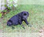 Small #2 Cane Corso