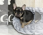 Small Photo #7 French Bulldog Puppy For Sale in ROUND ROCK, TX, USA