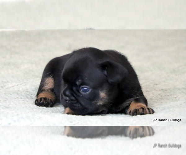 Medium Photo #6 French Bulldog Puppy For Sale in WINNSBORO, TX, USA
