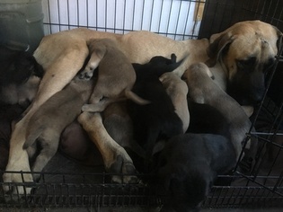 Great Dane Puppy for sale in SUN VALLEY, CA, USA