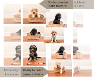 Goldendoodle Litter for sale in HOLLAND, MI, USA