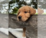 Small #3 Golden Retriever