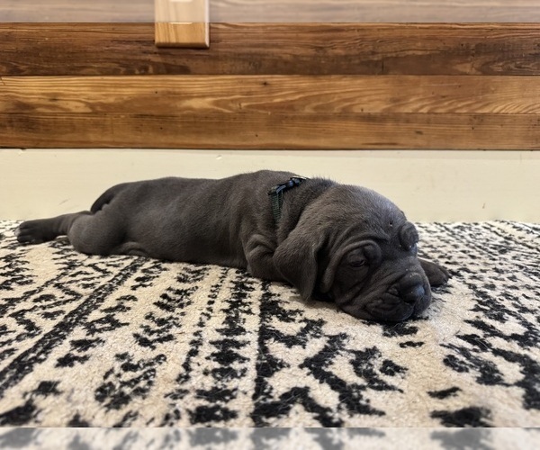 Medium Photo #5 Cane Corso Puppy For Sale in BARBOURSVILLE, VA, USA