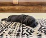 Small Photo #55 Cane Corso Puppy For Sale in BARBOURSVILLE, VA, USA