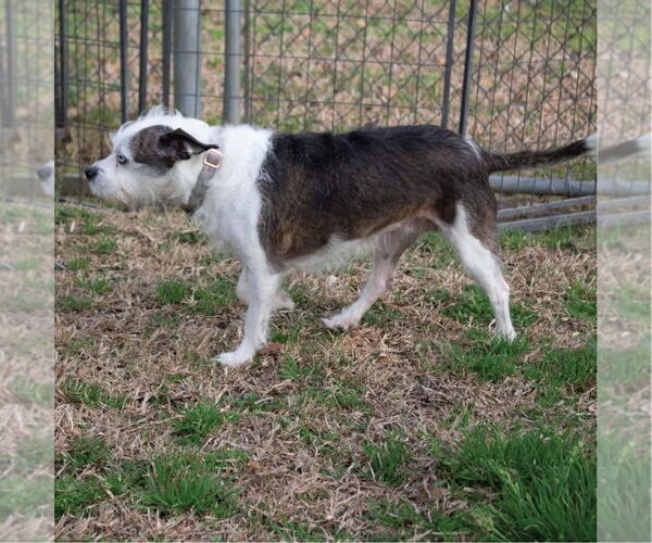Medium Photo #2 Australian Shepherd-Unknown Mix Puppy For Sale in Canton, CT, USA
