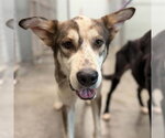 Small Carolina Dog-Siberian Husky Mix