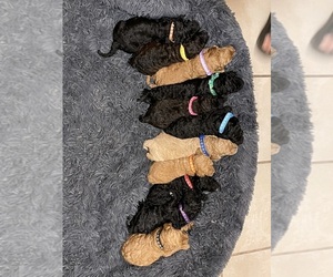 Labradoodle Puppy for sale in TULARE, CA, USA