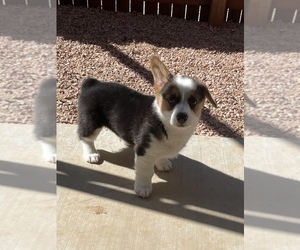 Pembroke Welsh Corgi Puppy for sale in TUCSON, AZ, USA