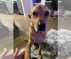 Labrador Retriever-Unknown Mix Dogs for adoption in San Antonio, TX, USA
