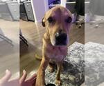 Small Labrador Retriever Mix