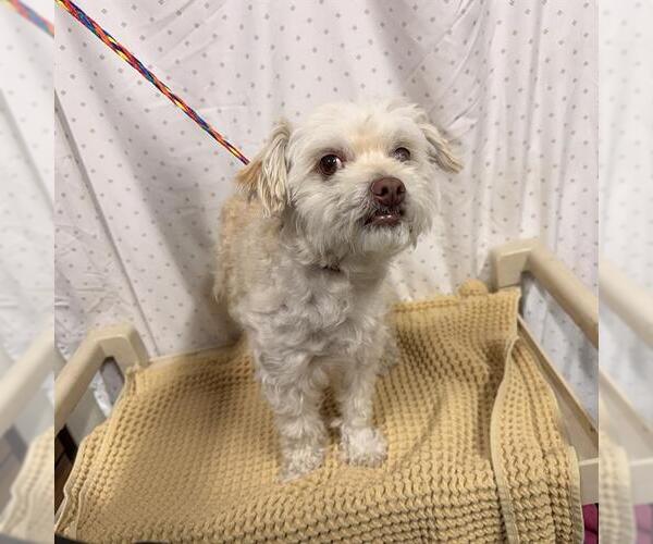 Medium Photo #1 Poodle (Toy)-Unknown Mix Puppy For Sale in Modesto, CA, USA