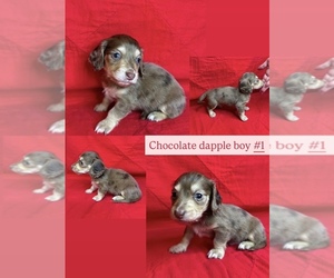 Dachshund Puppy for sale in MARYSVILLE, WA, USA