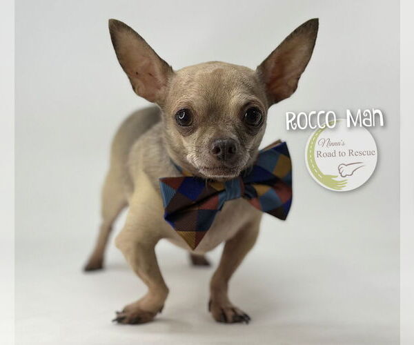 Medium Photo #2 Chihuahua Puppy For Sale in Benton, LA, USA