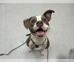 American Bulldog-Unknown Mix Dogs for adoption in Ocala, FL, USA