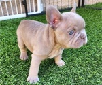 Small #8 French Bulldog