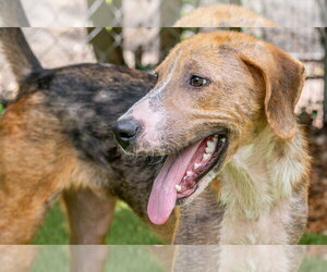 Bert - Male Mutt Dog for Adoption - Photo #3