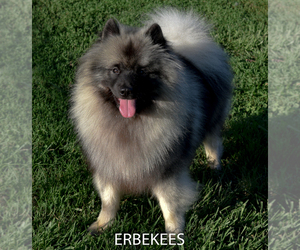 Father of the Keeshond puppies born on 03/08/2024