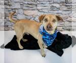 Small #5 Retriever  Mix