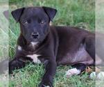 Small #1 Labrador Retriever Mix
