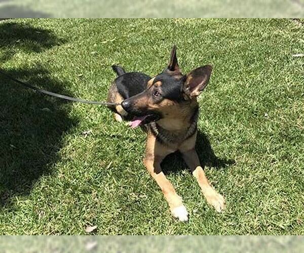 Medium Photo #5 German Shepherd Dog Puppy For Sale in San Diego, CA, USA