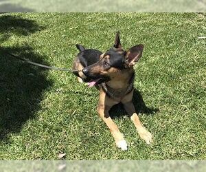 Gunner II - Male German Shepherd Dog Dog for Adoption - Photo #5