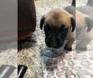 2 Orphans - Cosette - Located in Missouri - Female Mutt Dog for Adoption - Photo #7