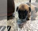 Small Photo #7 Mutt Puppy For Sale in Imlay City, MI, USA