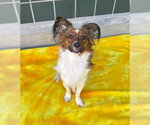 Small Photo #2 Papillon-Unknown Mix Puppy For Sale in Rancho Cucamonga, CA, USA