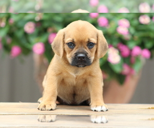 Puggle Puppy for sale in DILLWYN, VA, USA