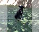 Small #8 Labrador Retriever Mix