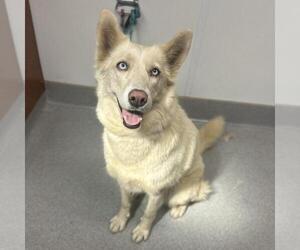 Siberian Husky Dogs for adoption in Rancho Cucamonga, CA, USA