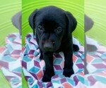 Small #5 Labrador Retriever