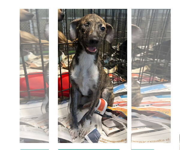 Medium Photo #6 Chihuahua-Unknown Mix Puppy For Sale in Virginia Beach, VA, USA