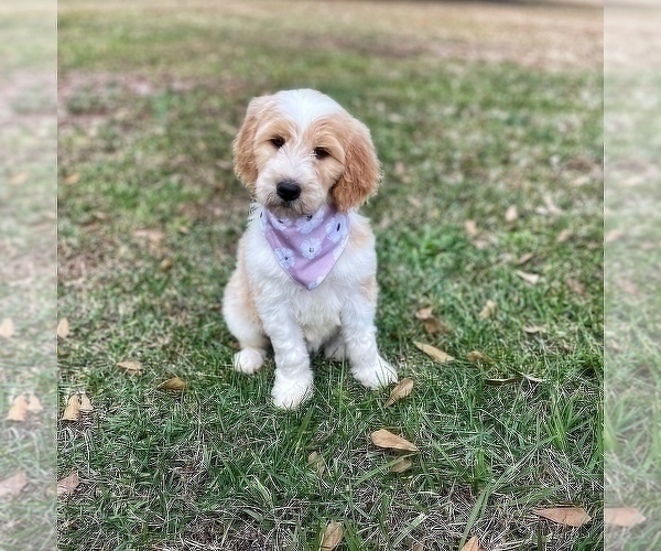 Medium Photo #10 Goldendoodle Puppy For Sale in CHESNEE, SC, USA