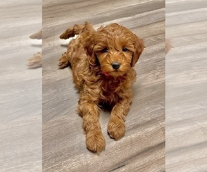 Goldendoodle (Miniature) Puppy for sale in SODDY DAISY, TN, USA