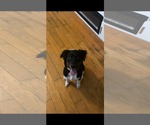 Small Labrador Retriever Mix