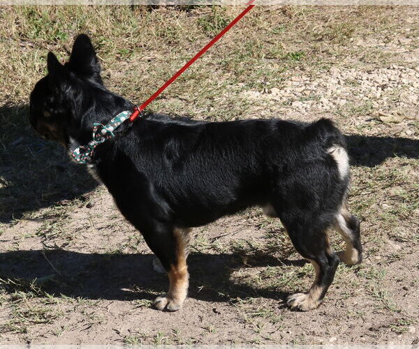 Medium Photo #4 French Bulldog Puppy For Sale in Bandera, TX, USA