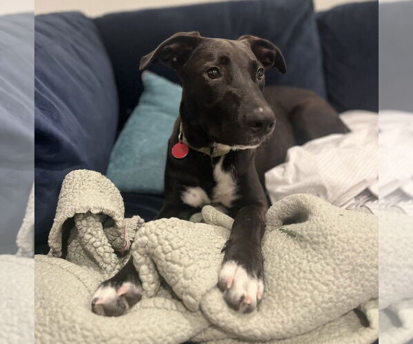 Medium Photo #8 Boxador Puppy For Sale in Boston, MA, USA