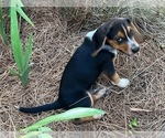 Small #15 Beagle