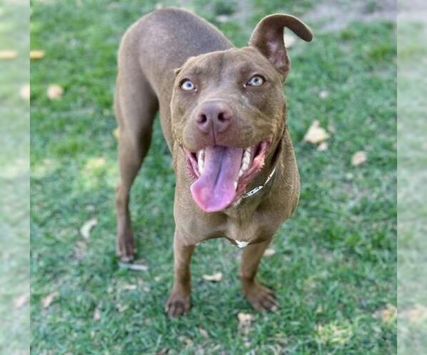 Medium Photo #2 Mutt Puppy For Sale in Riverside, CA, USA