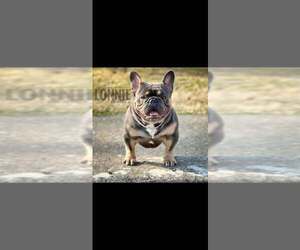 Father of the French Bulldog puppies born on 04/22/2026