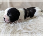 Small Photo #3 Boston Terrier Puppy For Sale in PECULIAR, MO, USA
