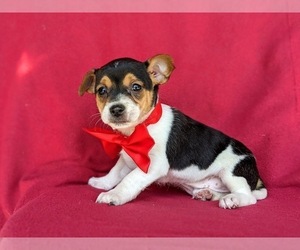 Fox Terrier (Smooth)-Jack Russell Terrier Mix Puppy for sale in LEOLA, PA, USA