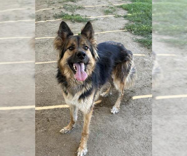Medium Photo #2 German Shepherd Dog Puppy For Sale in Riverside, CA, USA
