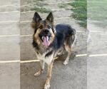 Small #1 German Shepherd Dog
