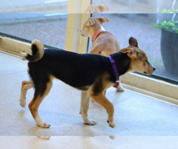 Medium Photo #3 Jack Russell Terrier-Unknown Mix Puppy For Sale in Enfield, CT, USA
