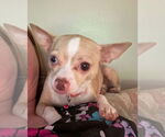 Small #1 Chihuahua