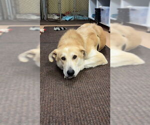Courtesy Post: Davidson - Male Maremma Sheepdog-Unknown Mix Dog for Adoption - Photo #5