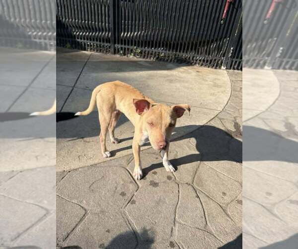 Medium Photo #29 Mutt Puppy For Sale in New York, NY, USA